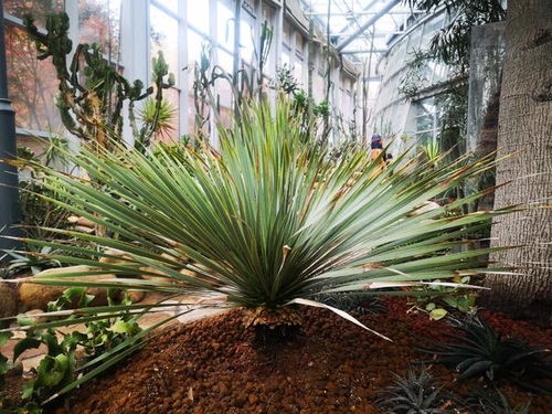 猴子面包树， 大如足球的甜蜜果实