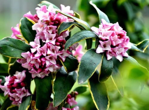 重庆气候的独特性与花卉种植