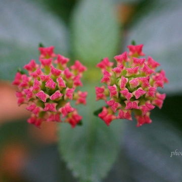 草木间的情怀：那些忒别植物的养护之道