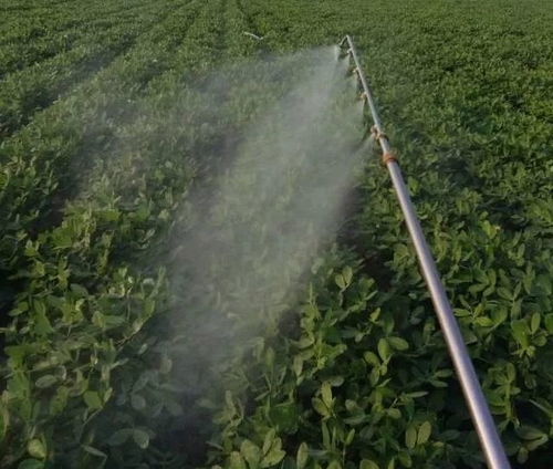 花生控旺：控制生长的学问