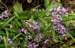 惯与远志种植的小道消息
