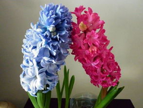 水仙、 风信子等球根类植物