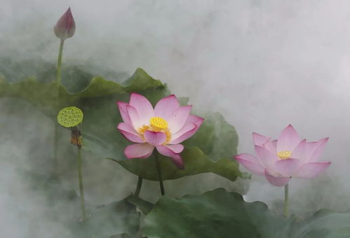 秋季花开，早开20天秘诀