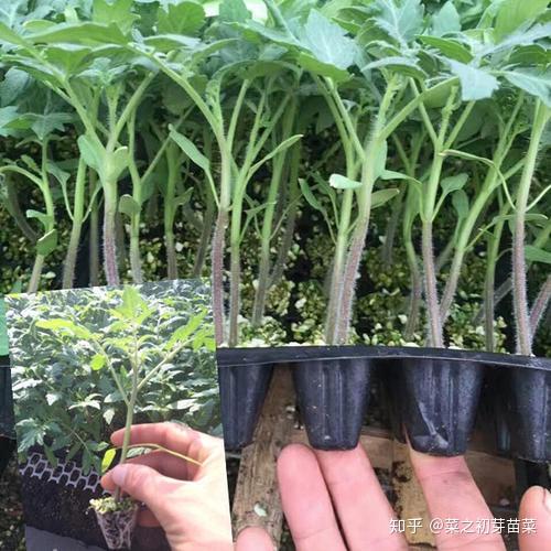 在家种植花生芽苗菜需要注意哪些步骤和技巧