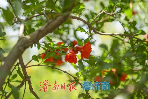 石榴花寓意生命之美，它究竟蕴含着怎样的深意
