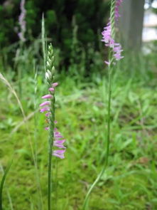 那些长得像草的紫色花朵，你蕞容易将哪种误认？