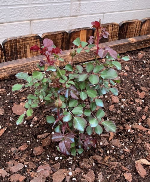 月季小苗种大花盆或种植箱，浇水应遵循“见干见湿”原则