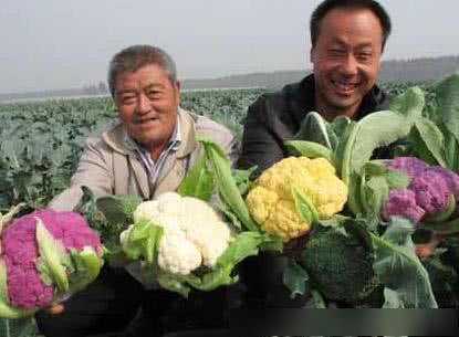 彩色花椰菜价格波动，每斤多少钱
