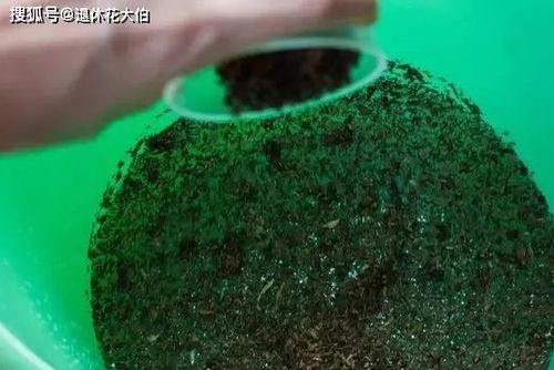 家庭养花，自制杀虫剂大揭秘！