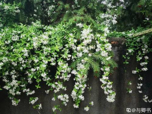 风车茉莉：夏季开花， 风车形状，观赏性高