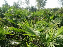 棕榈园林官网上的环保措施探秘