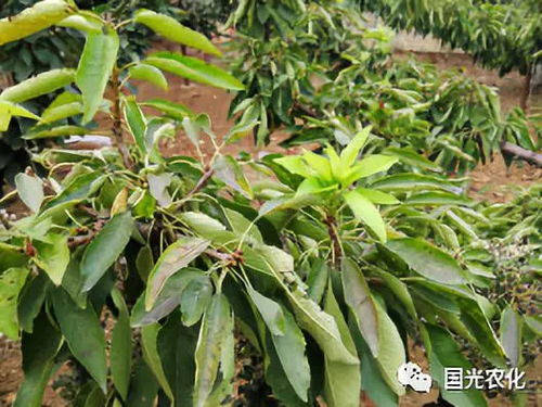 石榴早期落叶病是石榴树常见病害，表现为叶片提前脱落