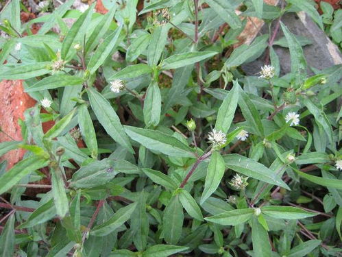 旱莲草的药效揭秘