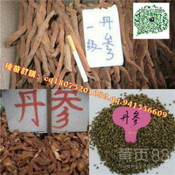 丹参种子小， 但用途大