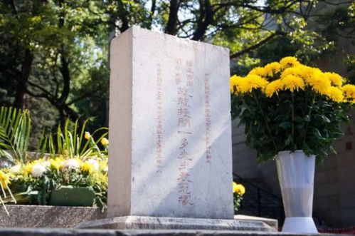 老墓地新生命，花草见证岁月