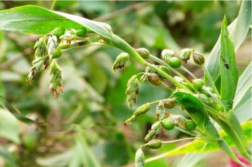 薏仁米：草本植物，爆款薏米作物