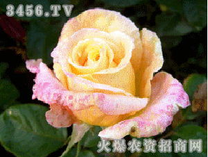 月季界的黄金宝贝：澳洲黄金月季