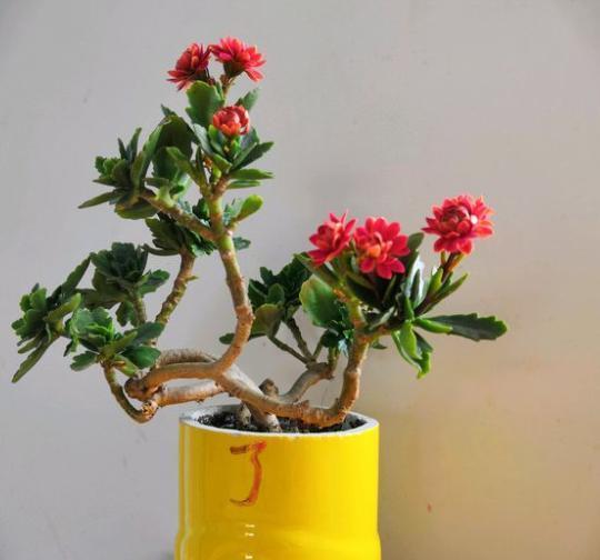 长寿花叶子发黄怎么办