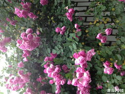 种植方法小贴士