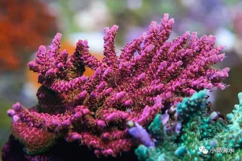 如何提高珊瑚幼苗的存活率？