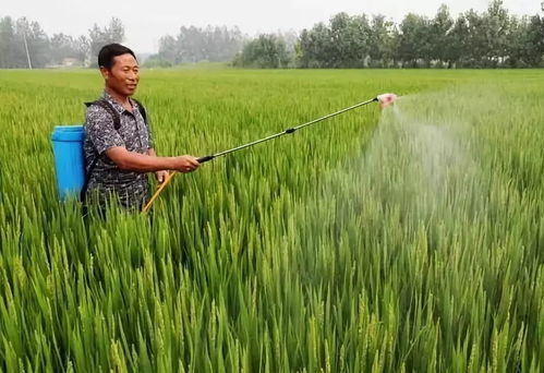 杀菌剂，打还是不打？这是个问题！
