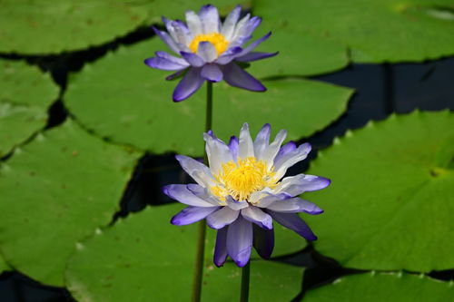 睡莲大揭秘：品种多样， 施肥时机也要讲究