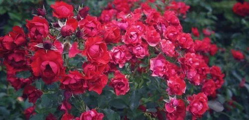 月季花的荣耀与农业的交融