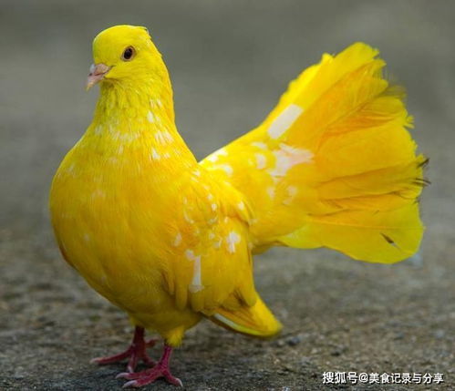 杂交与变异， 品种丰富多样