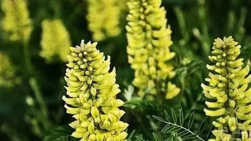 西北花卉之魅：耐旱耐寒的美丽风景