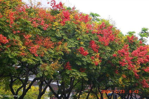 栾树的品种概述