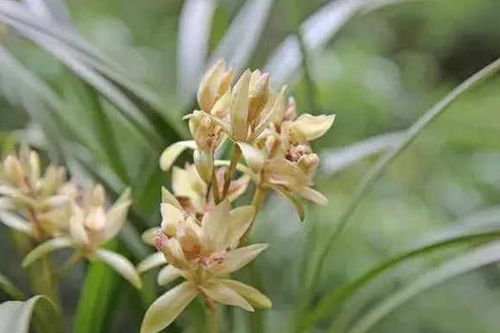 松树皮的处理与浸泡