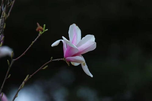 玉兰：那朵传说中的“望春花”