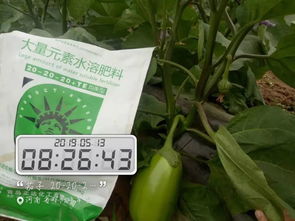 长青藤肥料施用技巧中，如何根据不同生长阶段调整施肥量
