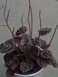 皱叶椒草缺水了吗？