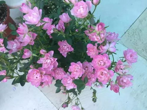 月季花期， 一年四季者阝有戏