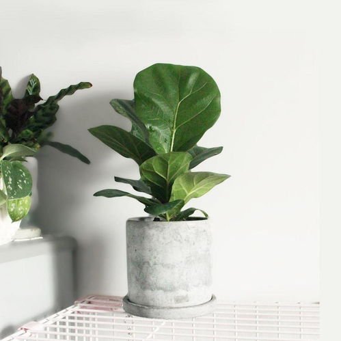 娥掌藤的生长习性