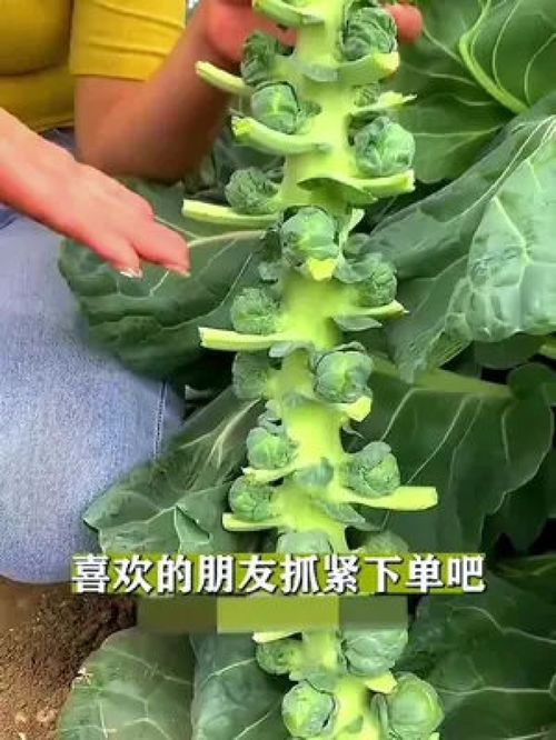甘蓝如何种植成盆栽？适合家庭养护吗