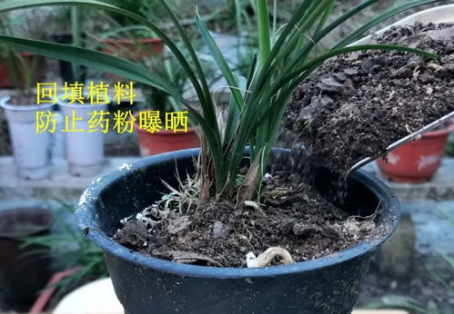 治疗兰花介壳虫最有效的农药是哪种