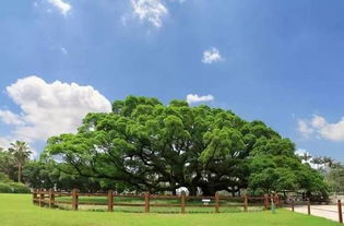 夏日小榕树，绿叶摇曳