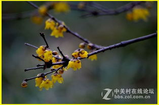 腊梅：香气四溢