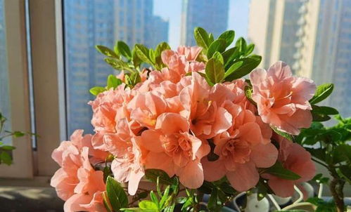 杜鹃花水浇大了怎么办？如何挽救