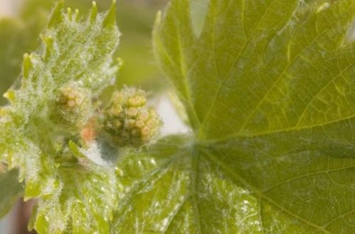 防范病虫害，保持美丽