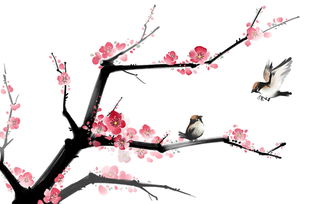 梅花的繁衍：简单却神奇