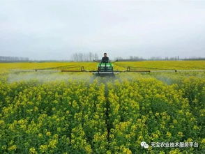 植物油农药的新发现