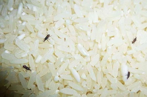 小米生虫了怎么办？教你几招轻松解决米虫烦恼