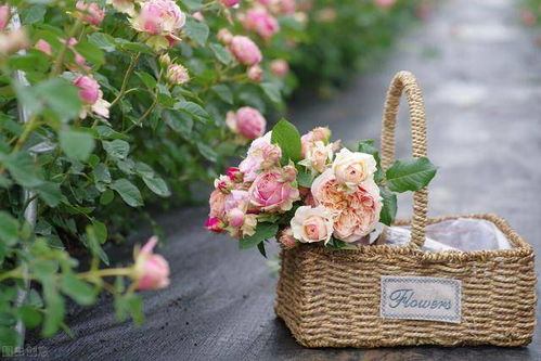 种植者与供应商，你选啥？