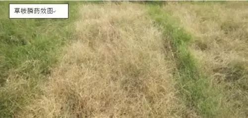 草甘膦与草铵膦：农田杂草的克星大揭秘