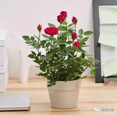 修剪：精心的美容师