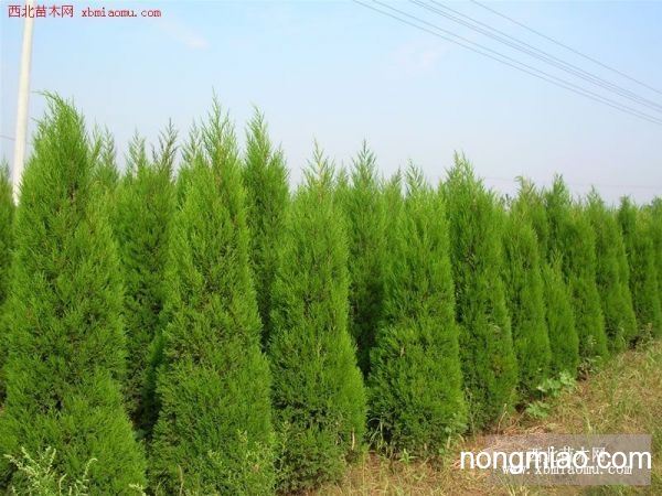 陕西周至区：高端家具的原料地