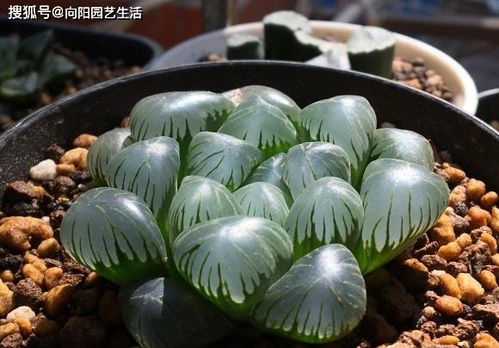 种植玉露种子的乐趣